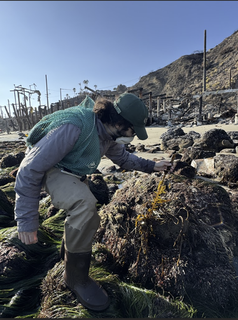 Michael Marty-Rivera assessed feather boa kelp during the first collection on foot before it was safe enough to send divers in the water.